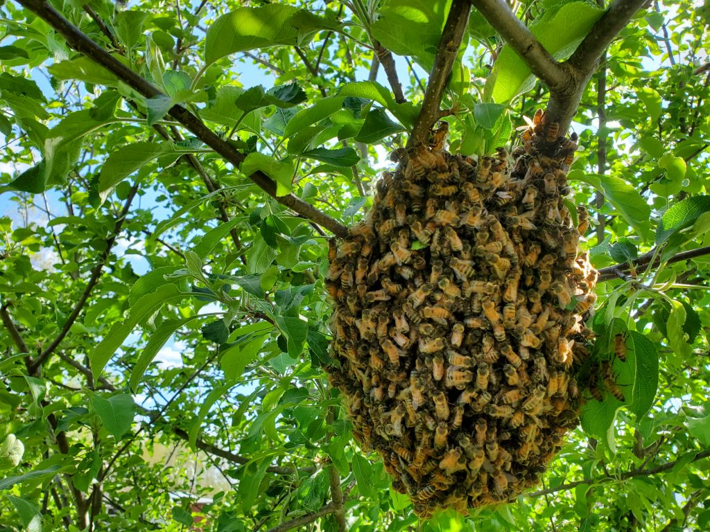 Honey Bee Swarm in Apple tree, Carleton Michigan