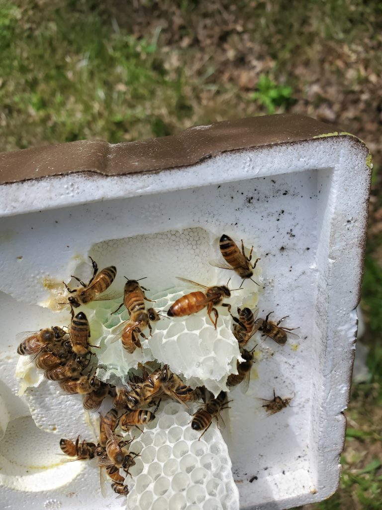 Mini Mating Nuc with Queen