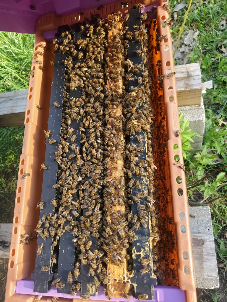 5 Frame Michigan Bee Nuc