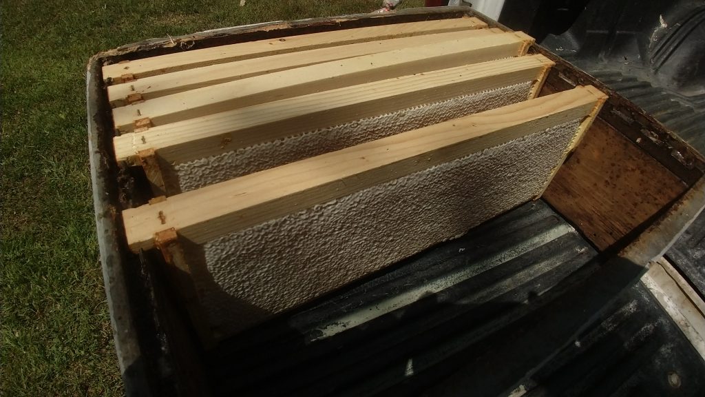 Frames of local Raw Michigan Honey